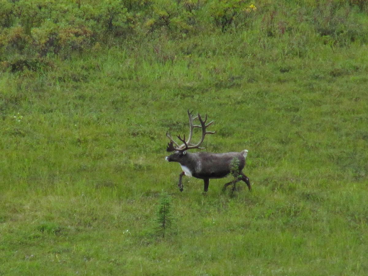 Caribou Lodge Alaska Talkeetna Esterno foto