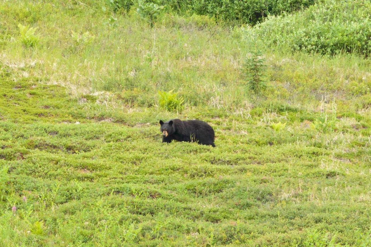 Caribou Lodge Alaska Talkeetna Esterno foto