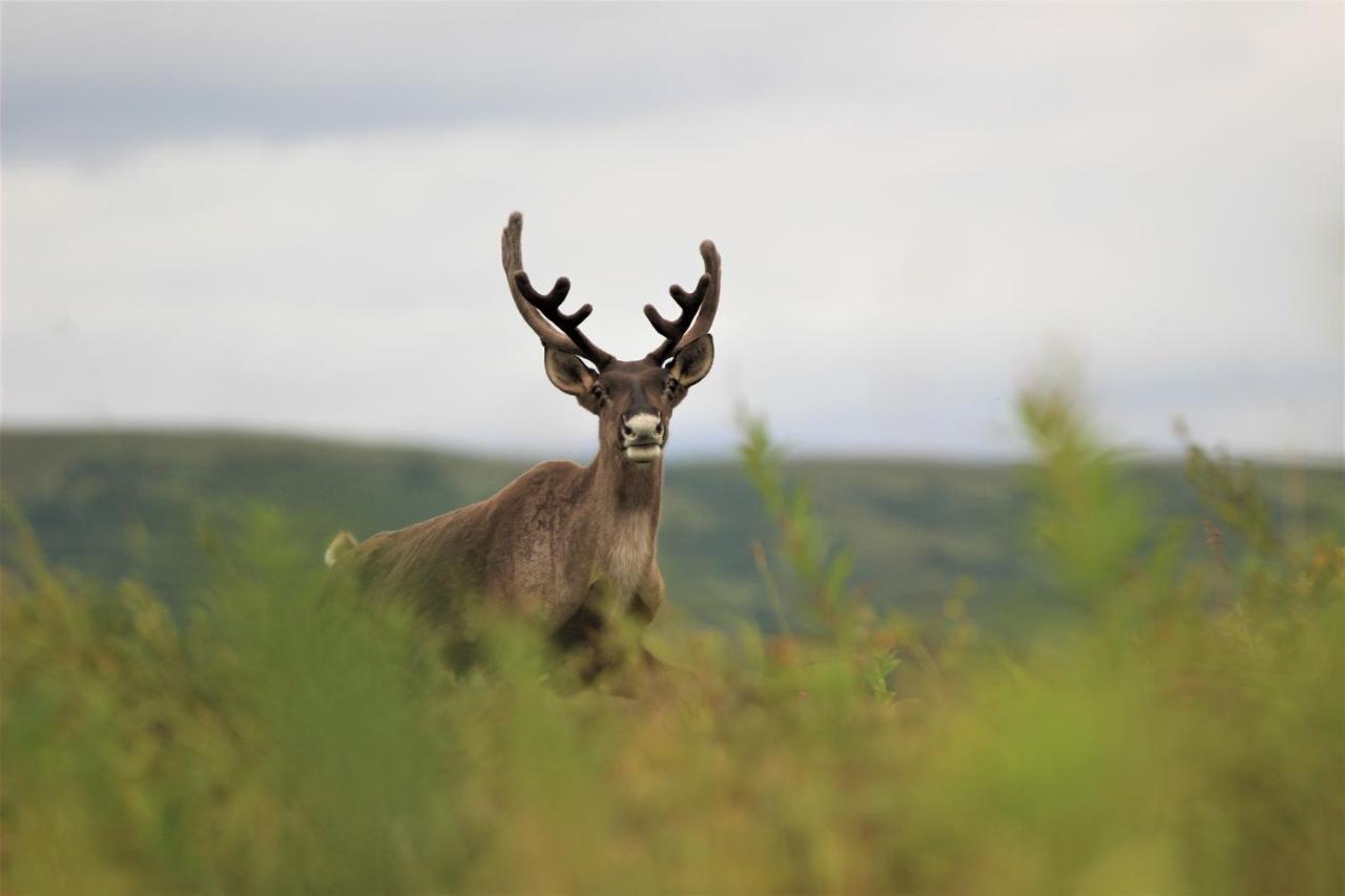 Caribou Lodge Alaska Talkeetna Esterno foto