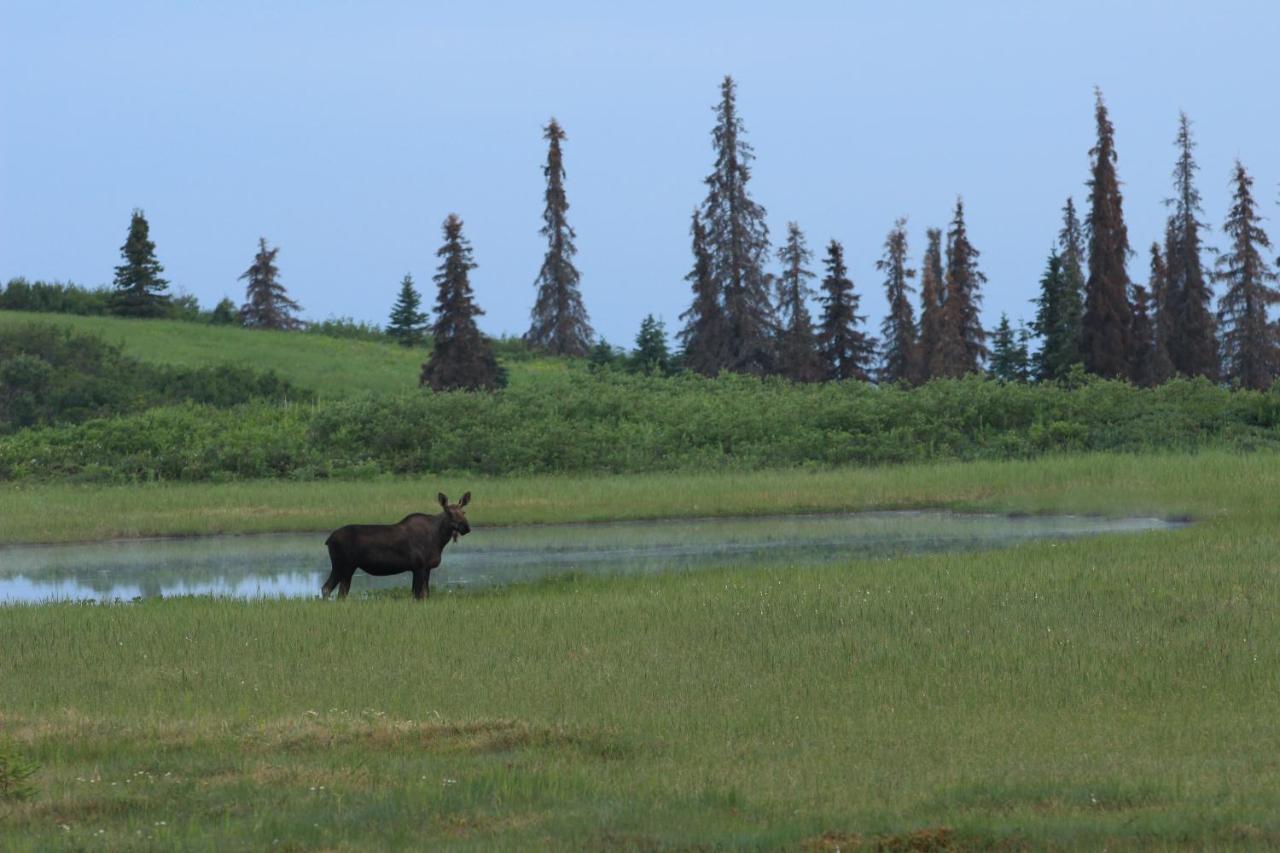 Caribou Lodge Alaska Talkeetna Esterno foto